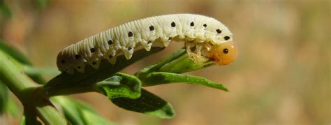 How To Kill Sawfly Larvae | Controlling Sawflys | Organic Products