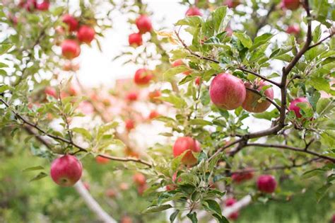 Apple Tree Flower Identification | Best Flower Site