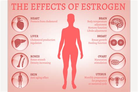 Estrogen effects Infographic | Education Illustrations ~ Creative Market