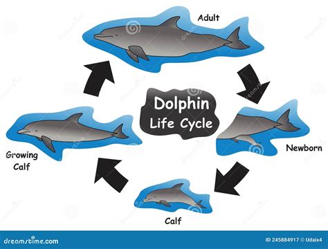 Dolphin Life Cycle Infographic Diagram Cartoon Vector | CartoonDealer ...