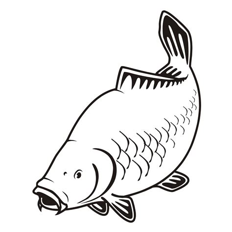 Carp Drawing | Free download on ClipArtMag