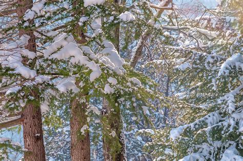 Fresh Snow on the Trees Photograph by Dimitris Sivyllis - Fine Art America