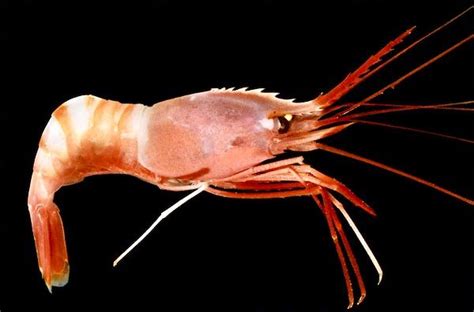 Deep Sea Shrimp | Deep sea creatures, Deep sea, Sea creatures