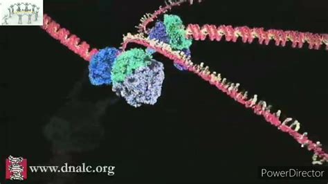 DNA Replication 3D Animation - YouTube