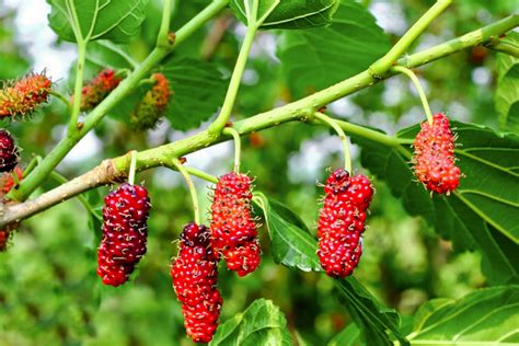 How to Grow and Care for Red Mulberry