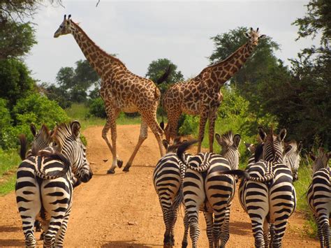 Il Sogno Dell'africa: Safari In Tanzania E Mare A Zanzibar - Viaggia ...