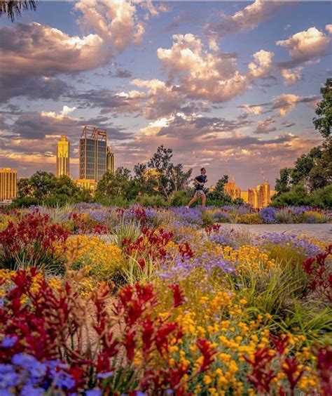 Spring in full swing, our glorious wildflowers on show Kings Park ...