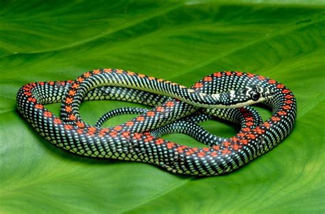 Paradise tree snake or Paradise flying snake (Chrysopelea paradisi) is ...