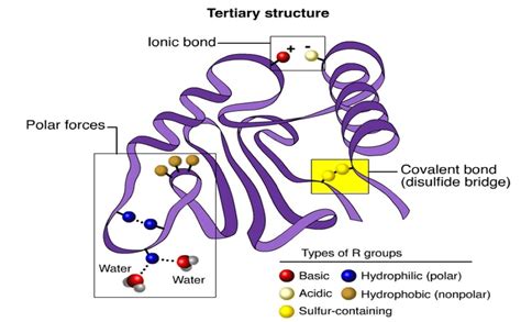 Protein Tertiary Structure Bonds