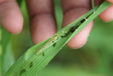 Rice leaf folder – Pests of Bhutan