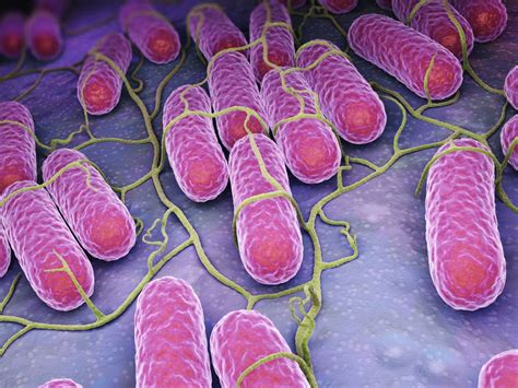 Salmonella Types