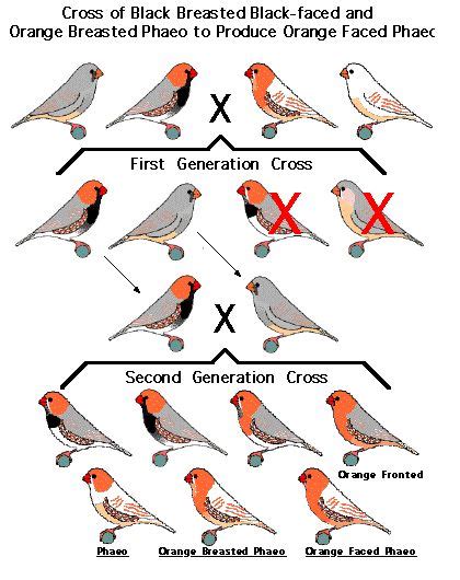 Zebra Finch Mutations Poster