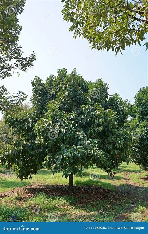 Mangosteen Tree in Orchard, Queen of Fruit Stock Photo - Image of leaf ...