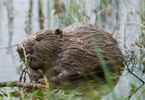 Eurasian beaver - People's Trust for Endangered Species