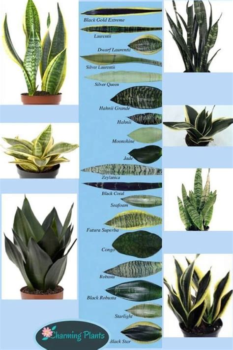 Snake plant care 5 amazing benefits of sansevieria – Artofit