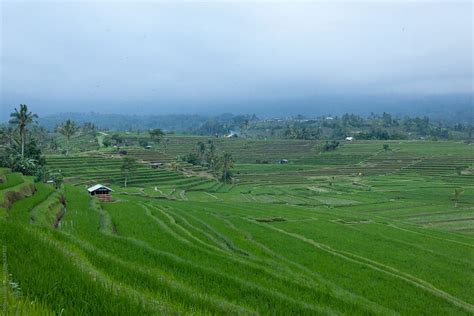 "Rice Plantation" by Stocksy Contributor "Milles Studio" - Stocksy