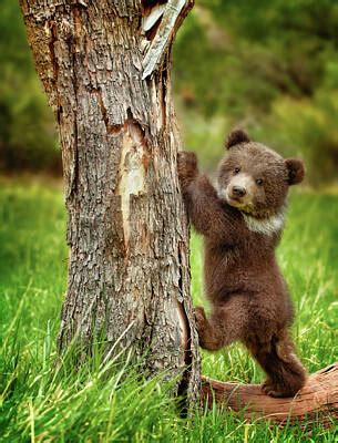 Grizzly Bear Cubs Playing