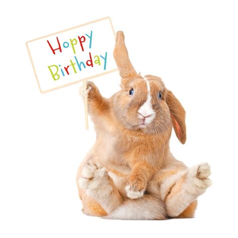 Bunny Happy Birthday | OCD-UK