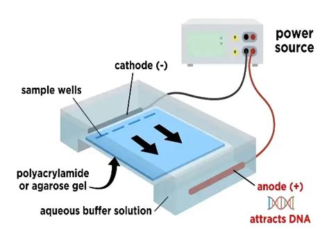 Agarose Gel Electrophoresis Principle