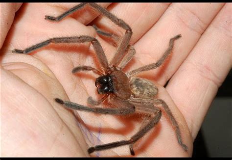 Huntsman Spider