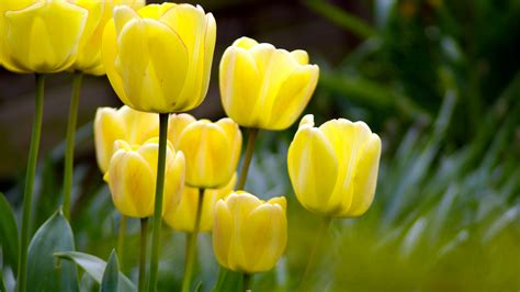 Spring Yellow Flowers - Wallpaper, High Definition, High Quality ...