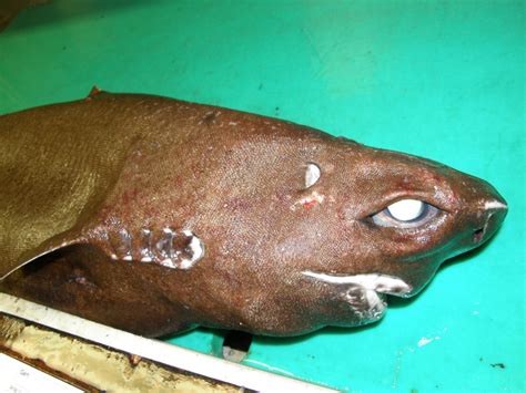 Centroscymnus coelolepis (Portuguese dogfish)