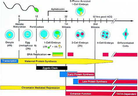 Regulation of Gene Expression at the Beginning of Mammalian Development ...