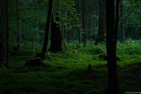 Bialowieza Forest II by mithni on DeviantArt