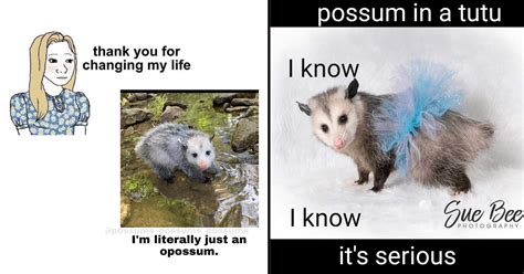 Sassy & Self-Deprecating Possum Memes - Memebase - Funny Memes