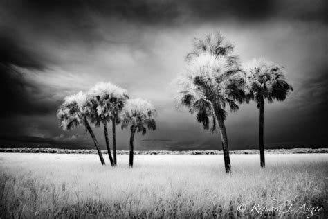 Black And White Photography Nature