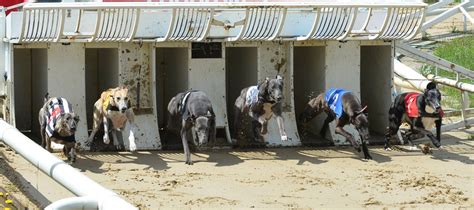 Greyhounds | Harlow Greyhounds | England