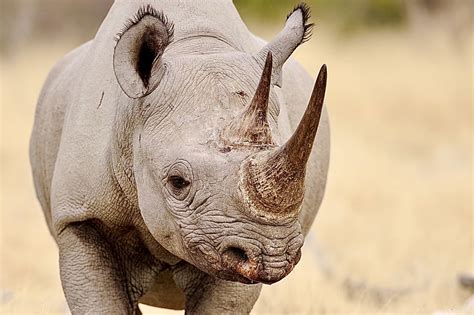 Rhino Poacher Alsony Alberto Valoyi Sentenced To 23 Years In Prison; 3 ...