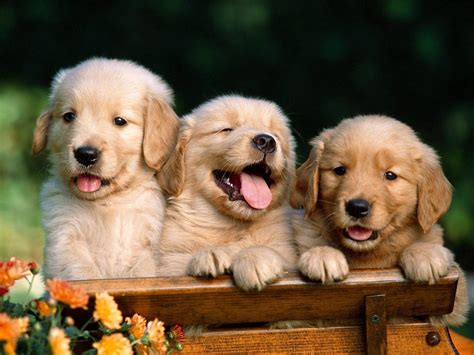 Golden Retriever Puppy Wallpapers - Wallpaper Cave