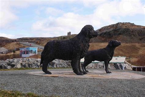 Newfoundland dog and labrador retriever | Newfoundland dog a… | Flickr