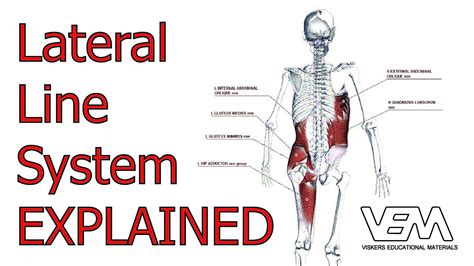 Lateral