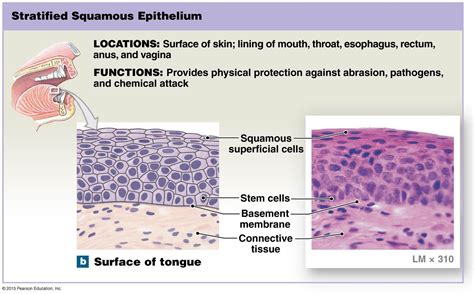 What Is The Function Of A Stratified Squamous Epithelium - Printable ...