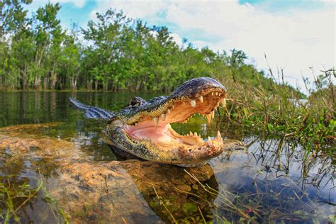 Alligators In The Everglades: Everything You Ever Wanted to Know ...