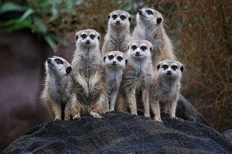 MEERKAT FAMILY, family, meerkats, lookout, hill, HD wallpaper | Peakpx