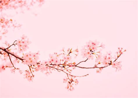 'Pink Cherry Blossoms' Poster by Bear Amber Art | Displate | Cherry ...