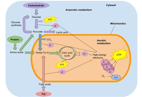 11.4: Fuel and Nutrient Needs for Physical Activity - Medicine LibreTexts