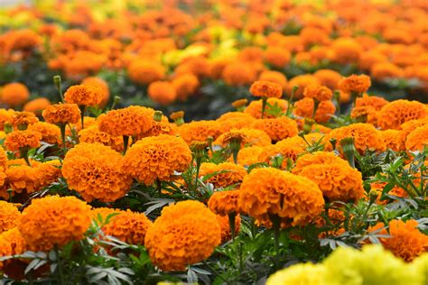 Orange Flowers Wallpapers