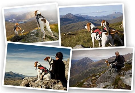 Hill Walking – Life with Beanie's Beagle Pack