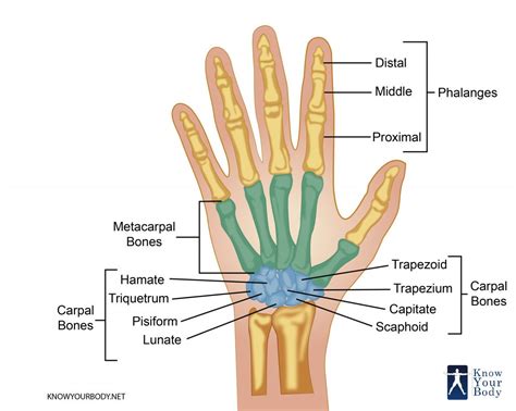 Hand Bones - Anatomy, Structure and Diagram