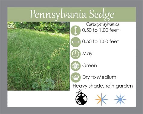 Buy pennsylvania Sedge - Lauren's Garden Service Native Plant Shop