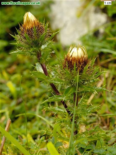 Carlina vulgaris, picture 5 of 10