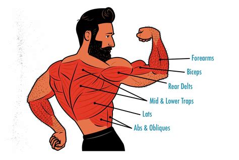 Lat Pulldown Alternatives: How to Train Your Lats With Free Weights