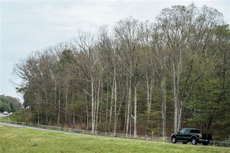 Gypsy Moth Damage In Eastern Connecticut Is Widespread - Hartford Courant