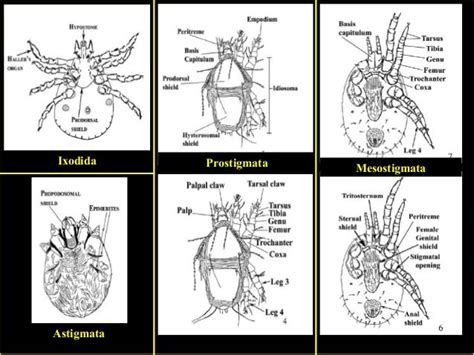 Comparative morphology of Acari, phylogeny of higher categories in mi…