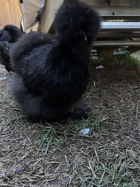 6 Show Quality Silkie Chicken Fertile Hatching Eggs,all Colors,Bearded ...