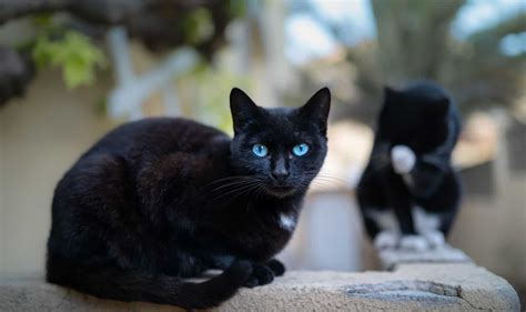 Black Cat with Blue Eyes: Do They Really Exist?